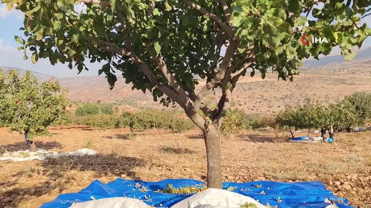 Siirt’te Fıstık Hasadıyla Yüzler Gülüyor